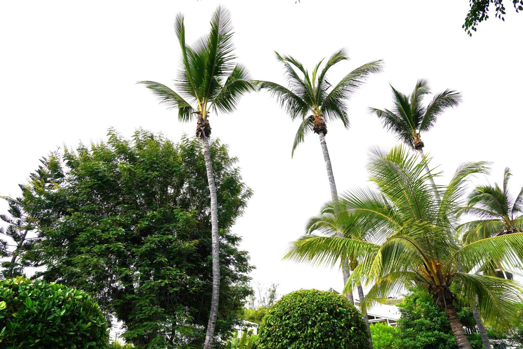 Dodo Coconut Lagon Ermitage Saint-Gilles-les-Bains Exterior photo